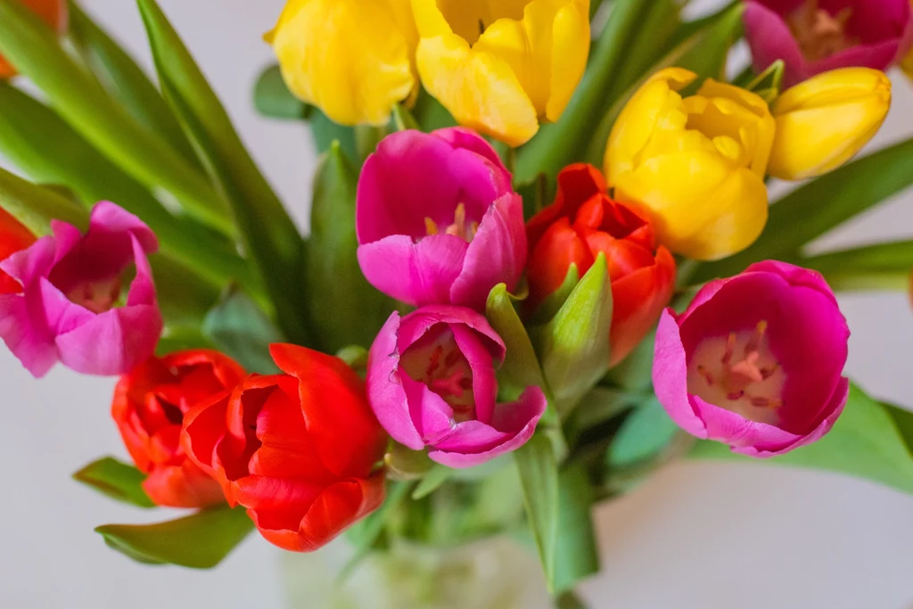 Nie musisz spisywać ciętych tulipanów na straty po kilku dniach. Wystarczy, że odpowiednio o nie zadbasz