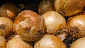 W 2023 roku Kazachstan zajął 6 miejsce na liście największych dostawców cebuli do Polski