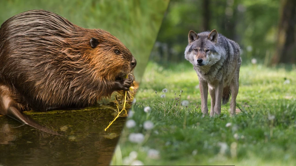 Bobry, wilki i inne zwierzęta, które były niemal na skraju wyginięcia wracają do Europy - mówią najnowsze dane