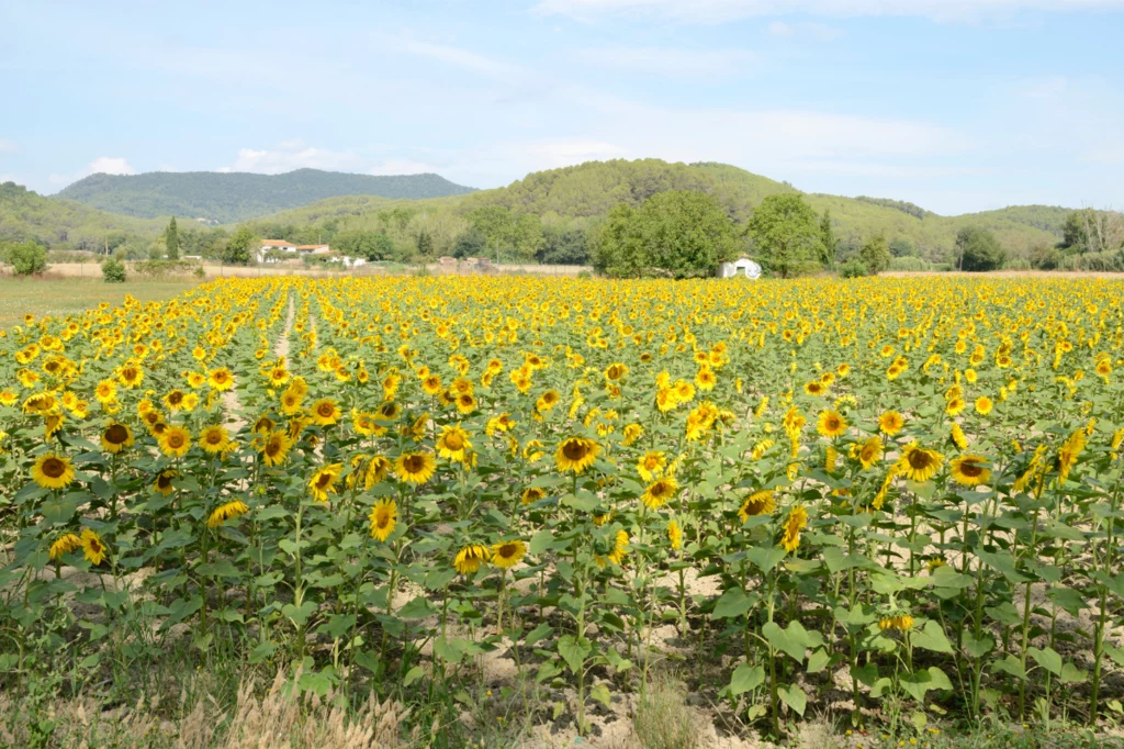 Sunflower field in Girona, Spain