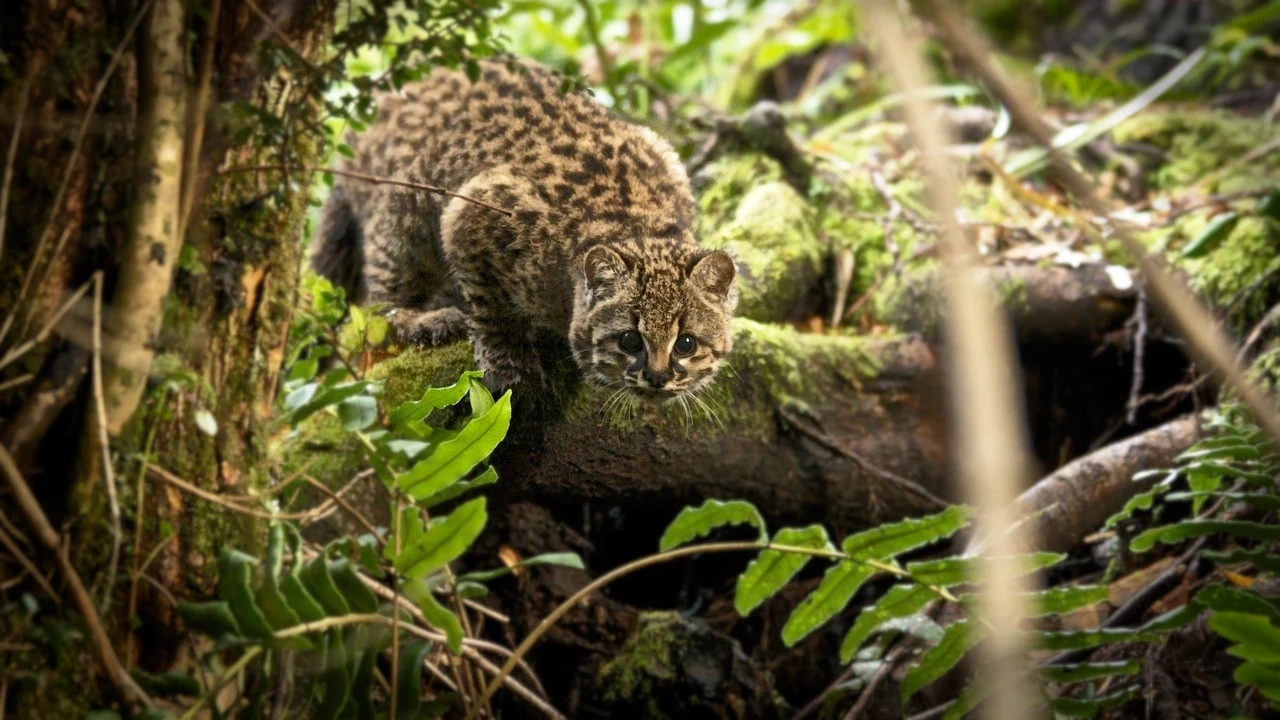 Kodkod to wyjątkowy dziki kot. Wiąże się z nim mnóstwo legend Kodkod to wyjątkowy dziki kot. Wiąże się z nim mnóstwo legend
