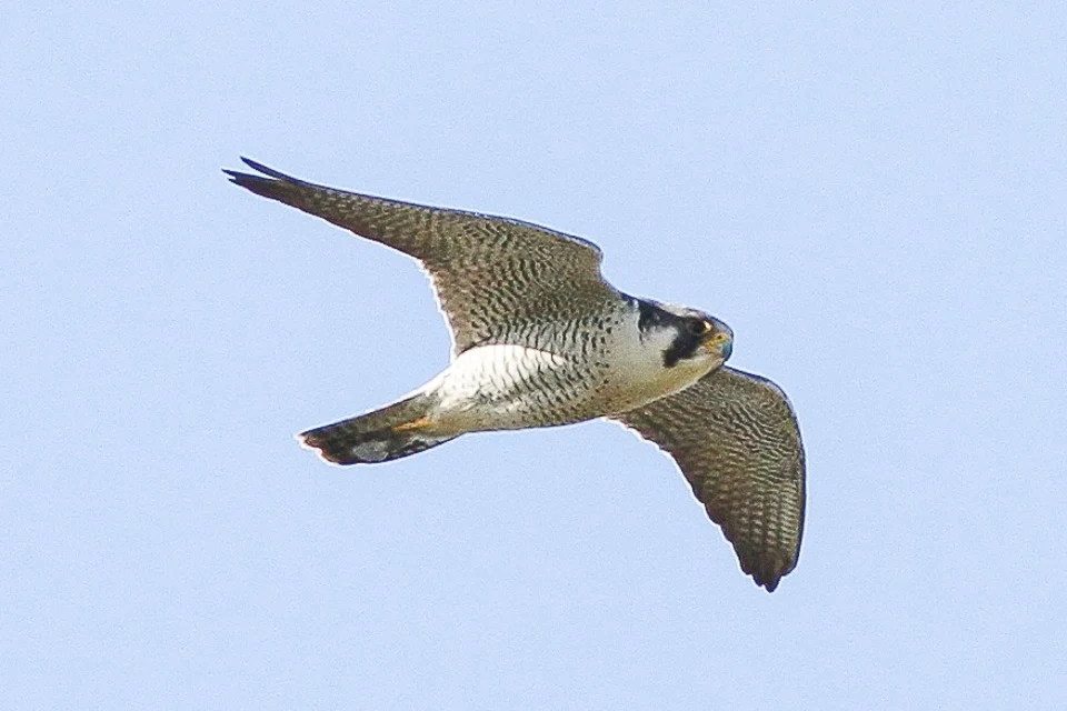 Sokół wędrowny to najszybsze zwierzę świata