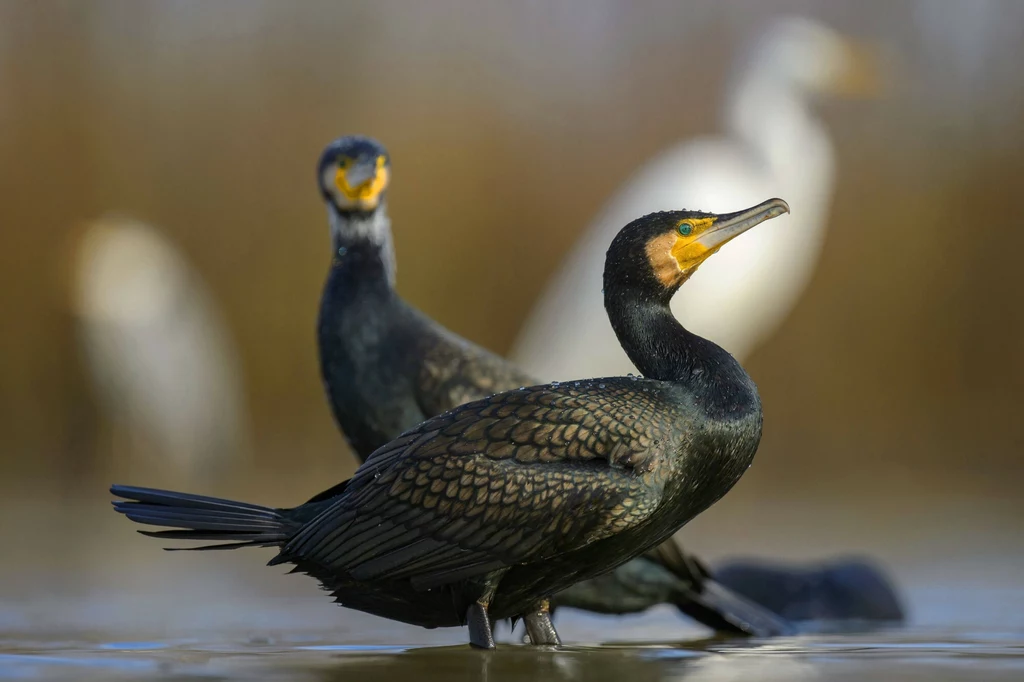 Przyrodnicy mówią, że niechęć rybaków wobec kormoranów jest w Polsce powszechna