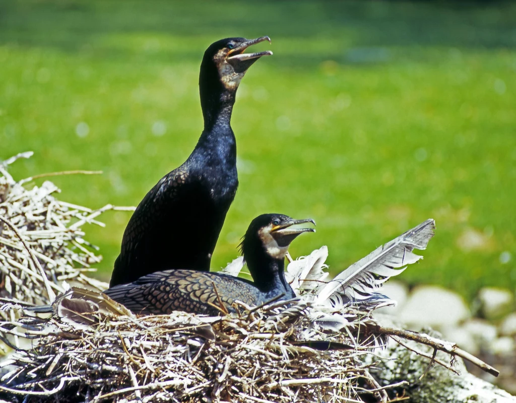 Do masakry gniazd kormoranów na wyspie znajdującej się na Jeziorze Tonowskim doszło w ubiegłym roku. Rybacy strącali z drzew gniazda i zadeptali pisklęta 