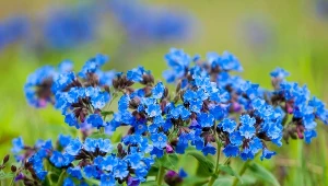 Już zaczyna kwitnąć. Tak dbaj o miodunkę w ogrodzie, a będzie cieszyła oko całą wiosnę