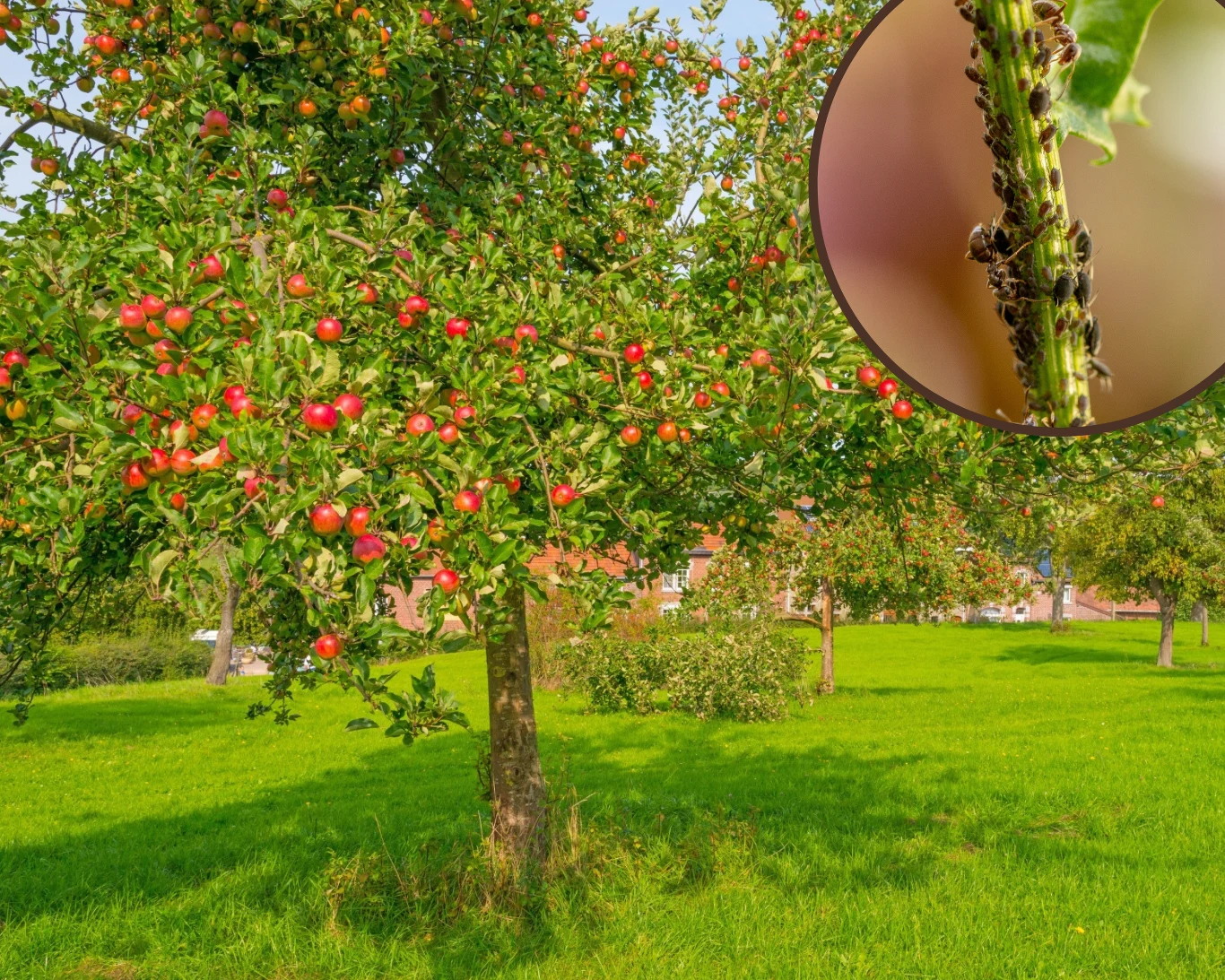 Co zrobić, aby na naszych jabłoniach nie pojawiały się mszyce? Co zrobić, aby na naszych jabłoniach nie pojawiały się mszyce?
