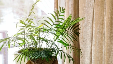 Palma areka wspaniale zazieleni wnętrze. Nie wymaga przesadnej pielęgnacji