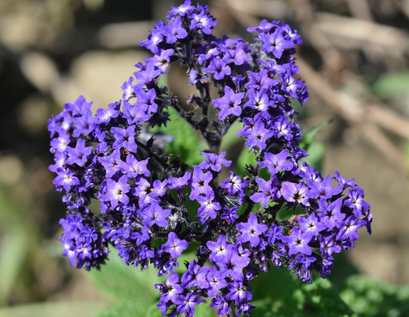 Heliotrop przyciąga motyle i pszczoły, ale komary skutecznie odstrasza Heliotrop przyciąga motyle i pszczoły, ale komary skutecznie odstrasza