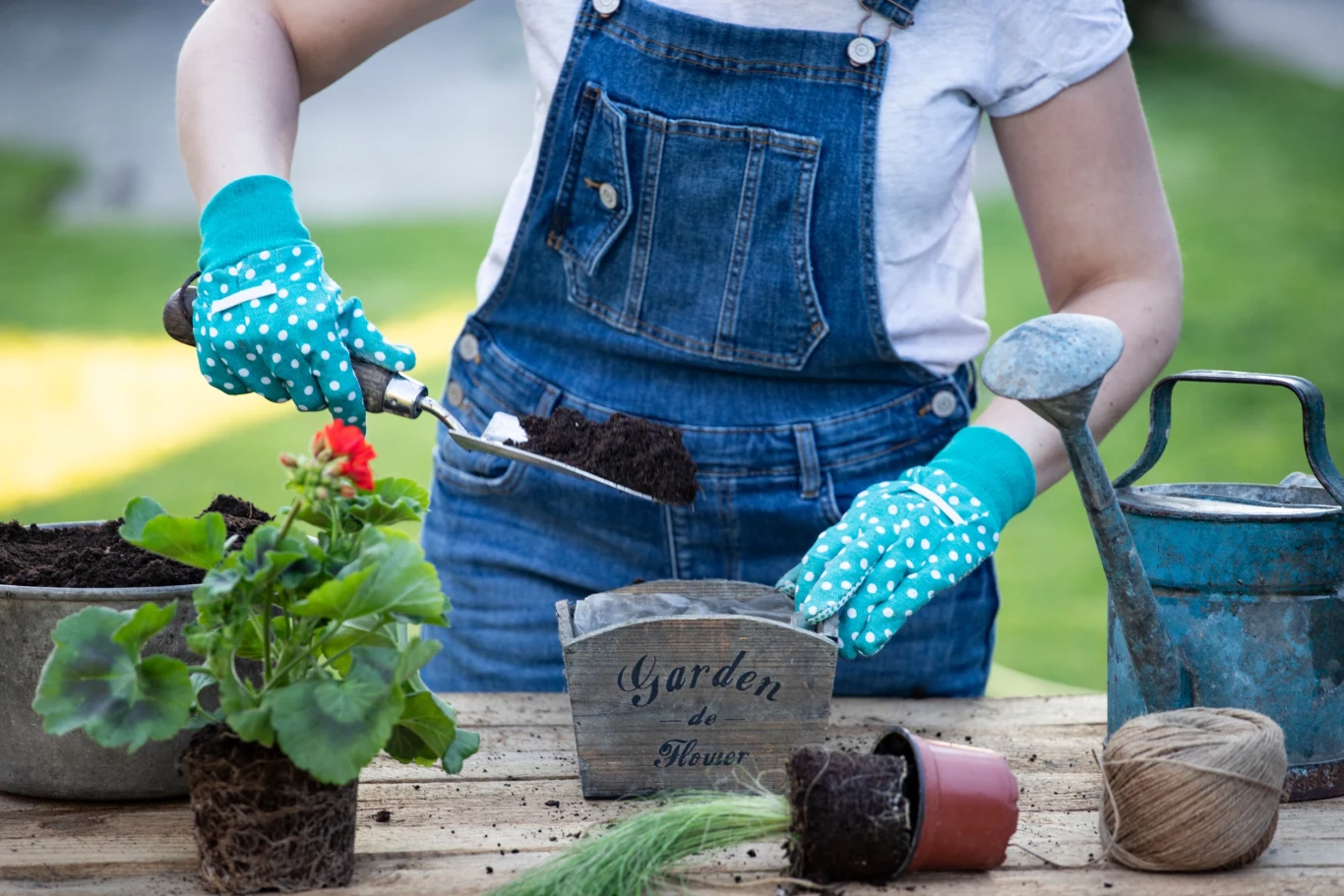 Jak uprawiać heliotrop? Jak uprawiać heliotrop?