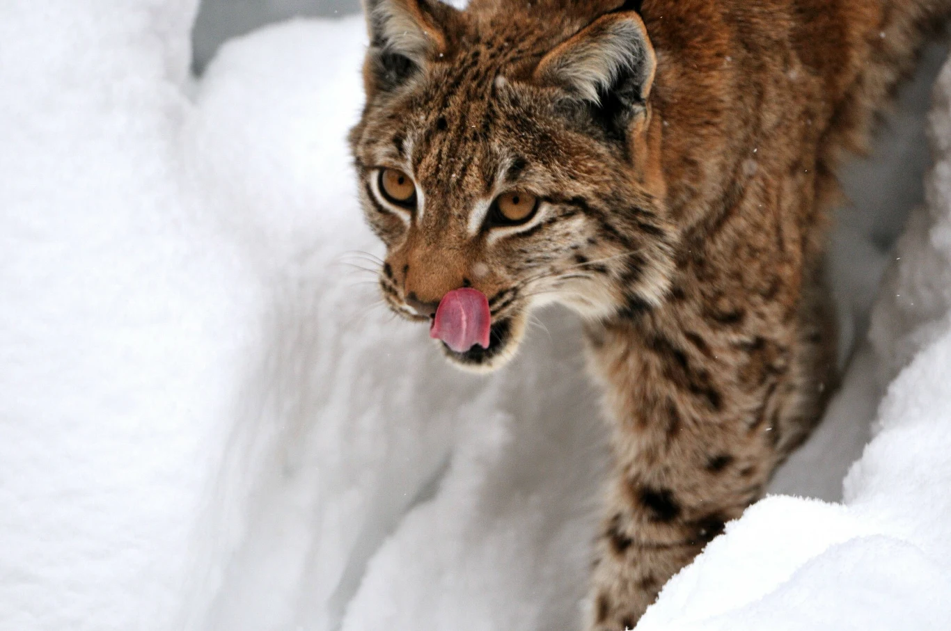Ryś euroazjatycki to zwierzę, które zniknęło z części Polski na setki lat. Zwierzęta od kilku lat wracają w miejsce swojego dawnego bytowania