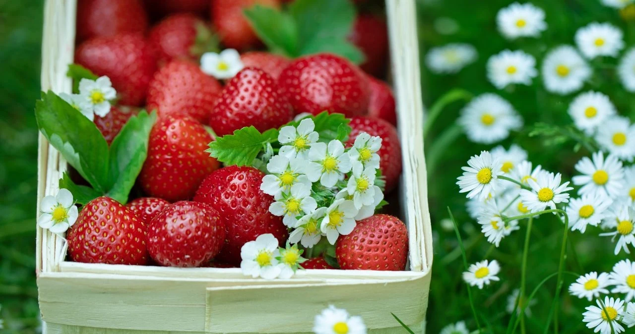 Truskawki są już w sprzedaży na targowiskach. Truskawki są już w sprzedaży na targowiskach.
