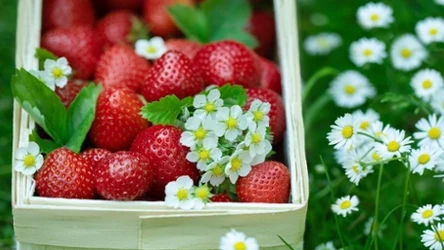 Truskawki są już w sprzedaży na targowiskach.