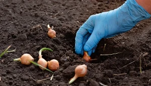 Pamiętaj o tym przed posadzeniem cebuli. Szkodniki nie będą dla niej zagrożeniem