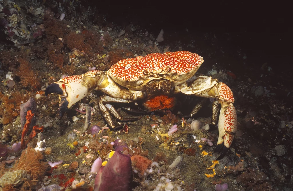 Ogromny głębinowy krab Pseudocarcinus gigas spotykany jest w wodach Tasmanii i Australii