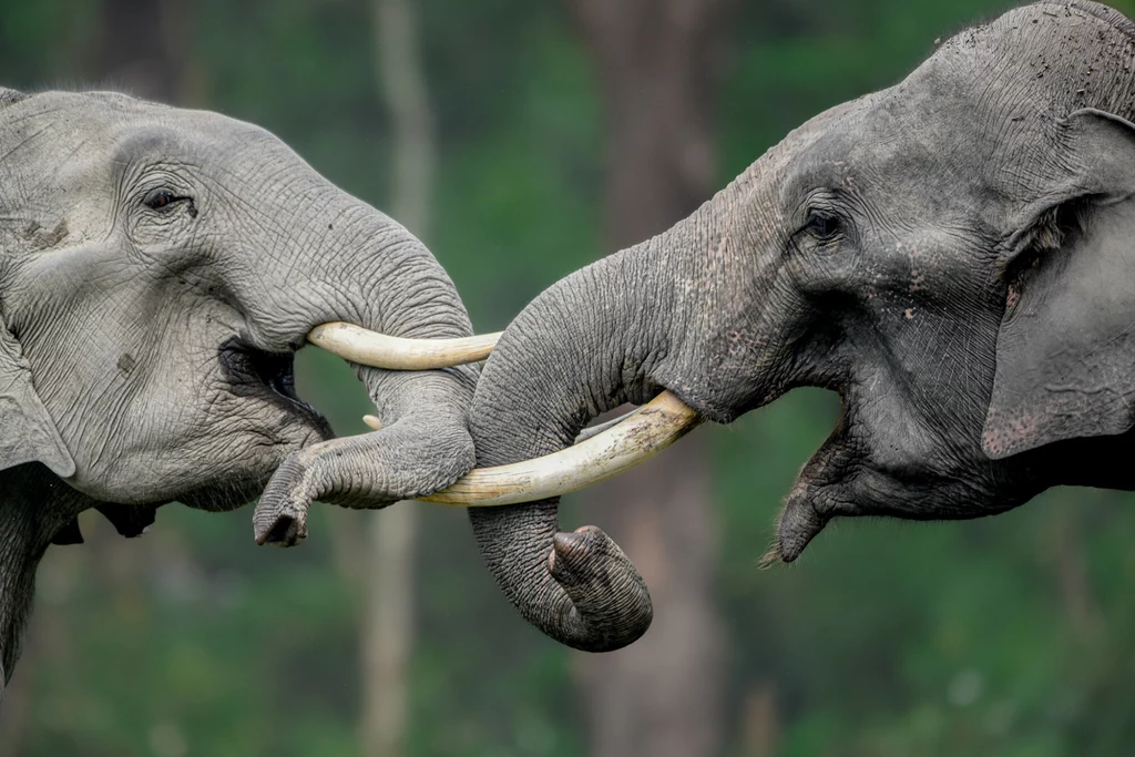 Słonie indyjskie okazują sobie uczucia w Assamie, Indie. Widać, że łączą je więzi