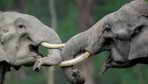 Słonie indyjskie okazują sobie uczucia w Assamie, Indie. Widać, że łączą je więzi