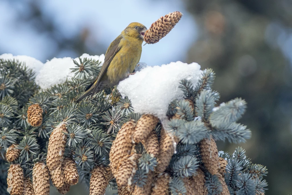 Krzyżodziób świerkowy to wyjątkowy ptak w Polsce. Buduje gniazda i składa jaja nawet zimą