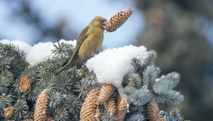 Polski ptak zdumiewa. Zakłada gniazdo w śniegu i składa jaja nawet zimą
