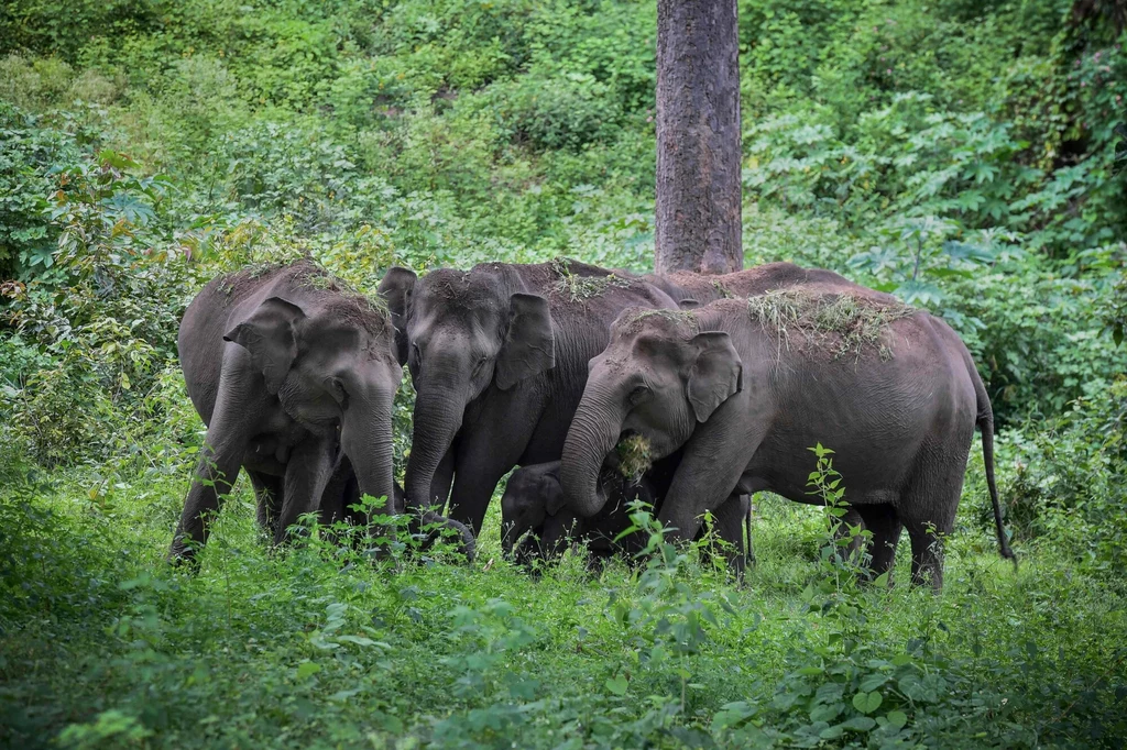 Słonie indyjskie tworzą stada o silnym więzach społecznych. rezerwat Mudumalai, południowe Indie