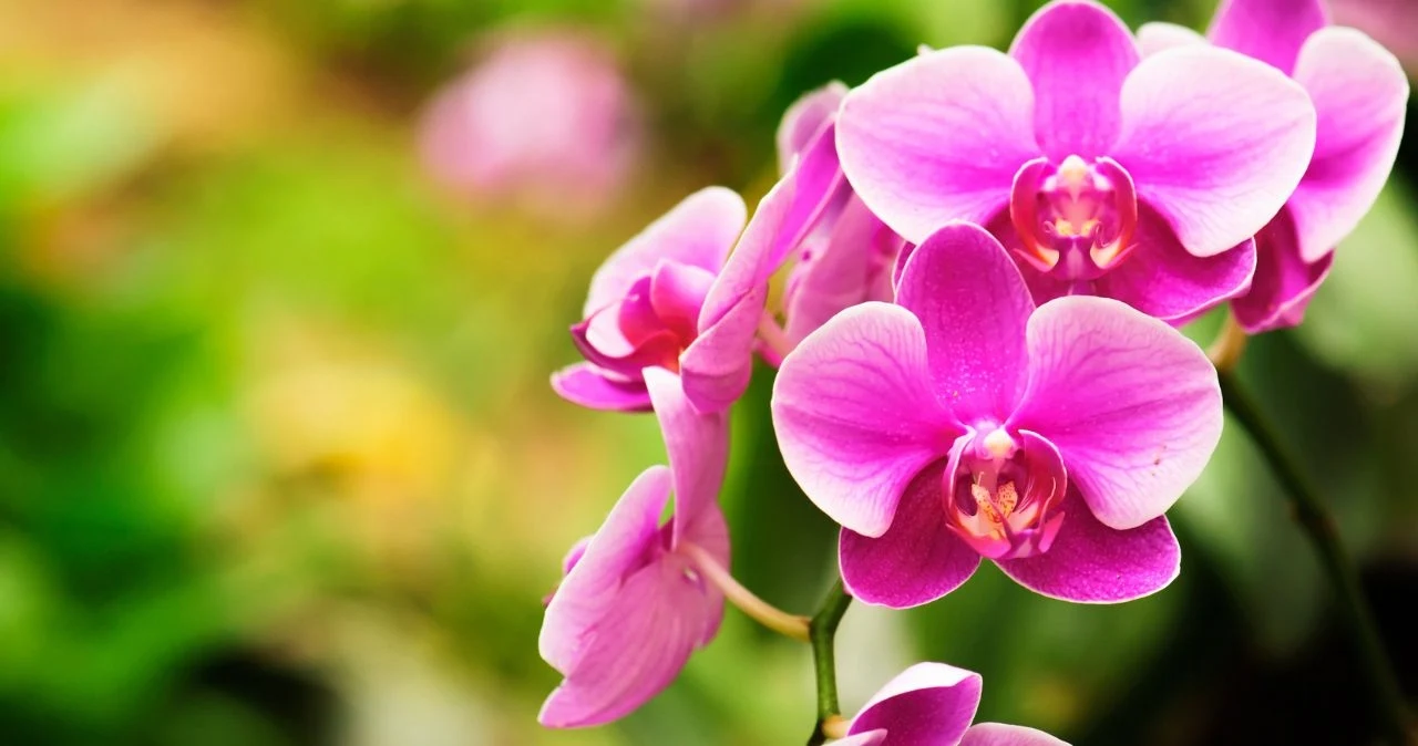 Storczyki o 50% taniej w Lidlu! Storczyki o 50% taniej w Lidlu!