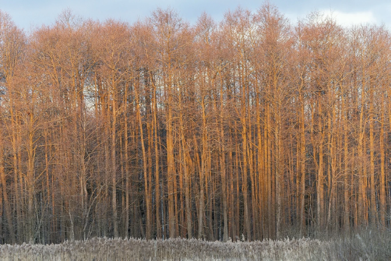 UNESCO ostrzegło polski rząd, że brak reakcji na trudną sytuację w puszczy może doprowadzić do wpisania jej na listę dziedzictwa w zagrożeniu
