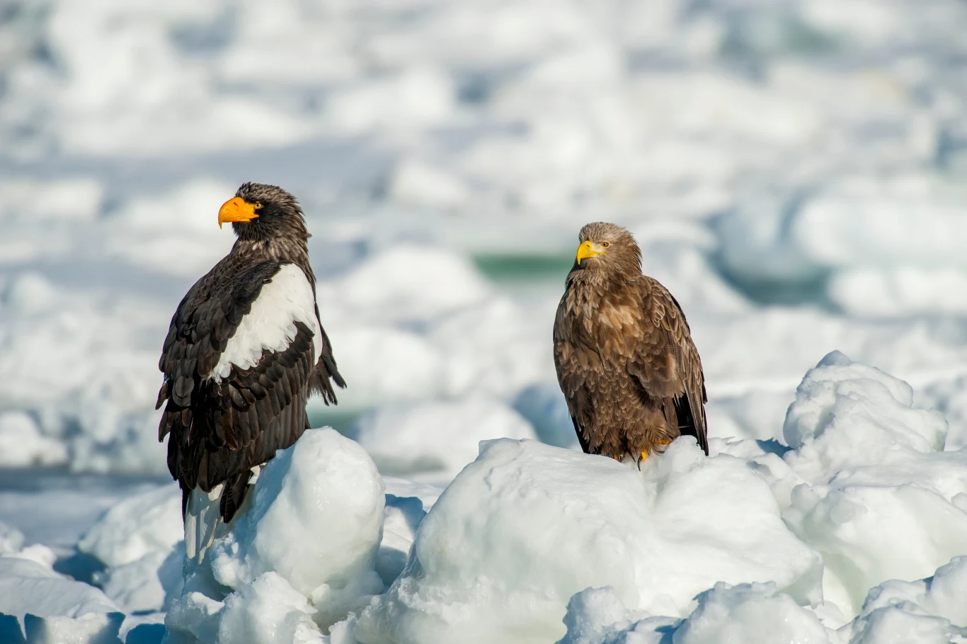 Ciekawe zdjęcie pokazujące bielika zwyczajnego (z prawej) i bielika olbrzymiego, zwanego z rosyjska orłanem. Wyspa Hokkaido, Japonia