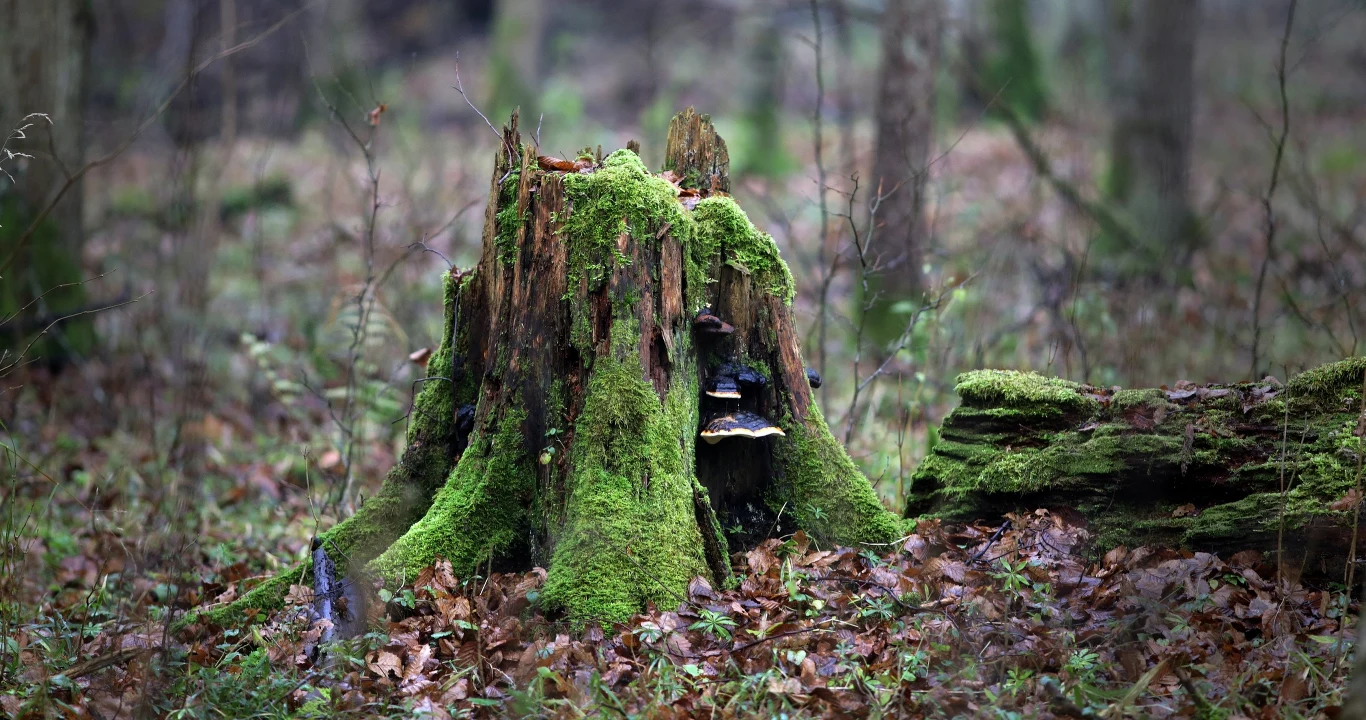 Kontrowersje wokół Puszczy Białowieskiej i jej miejsca na liście dziedzictwa UNESCO trwają od 2017 r.