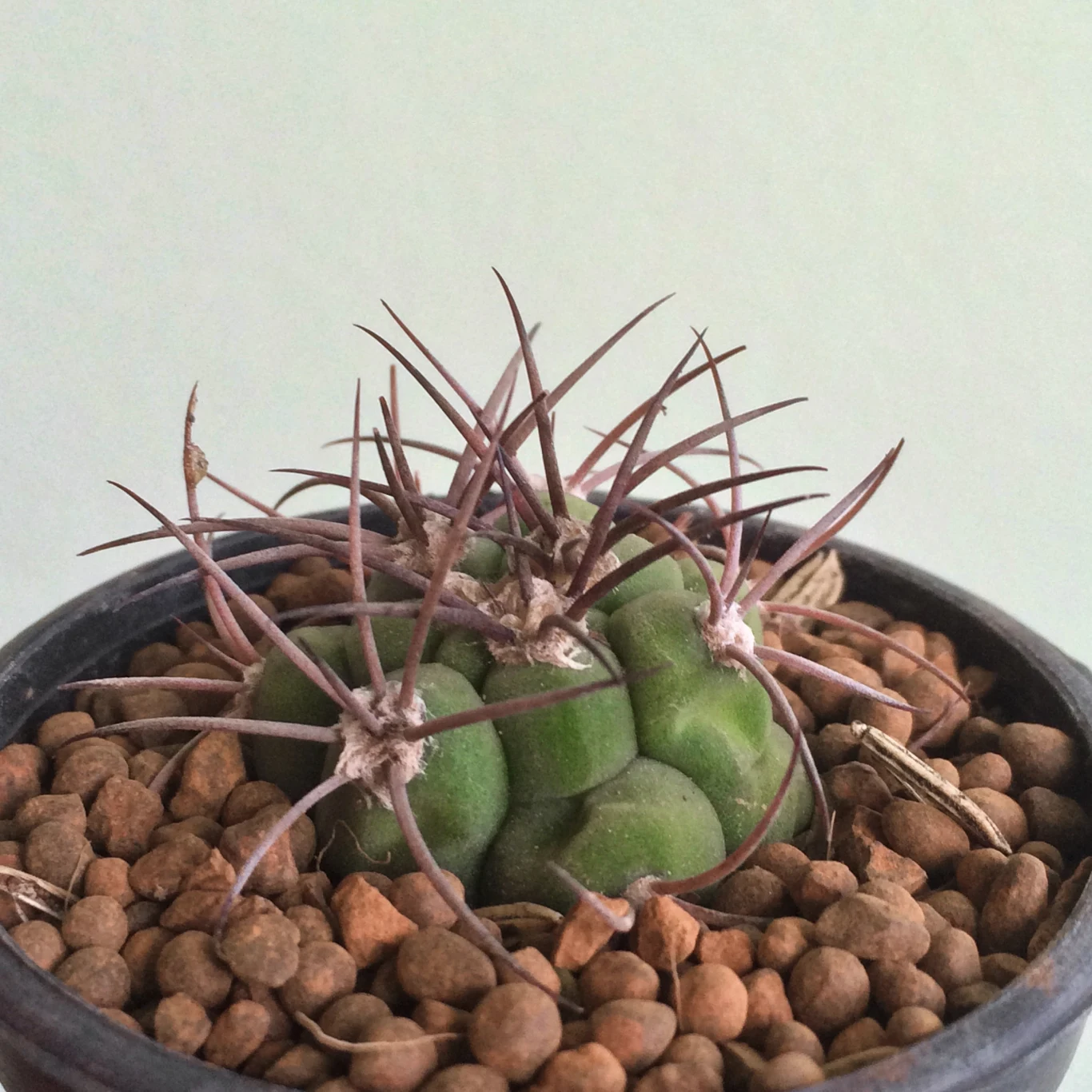 Keramzyt to małe kuleczki z wypalonej gliny o pozytywnych właściwościach dla roślin doniczkowych.