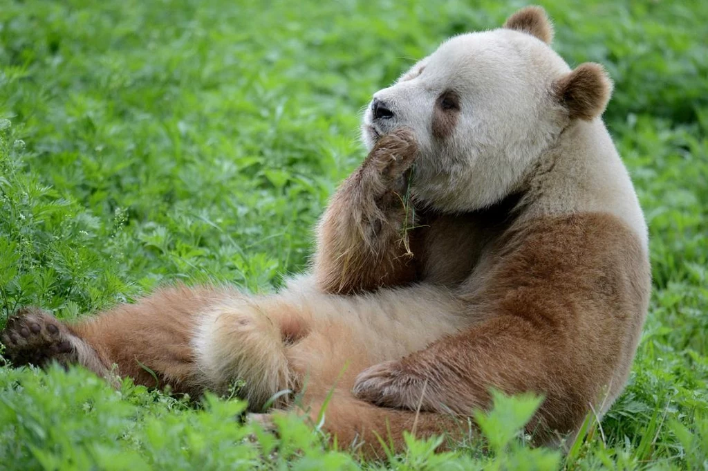 Panda brunatna długo uchodziła za wybryk natury
