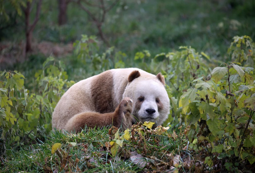 Panda brunatna - zwierzę niemal mityczne. Okazuje się, że jednak istnieje