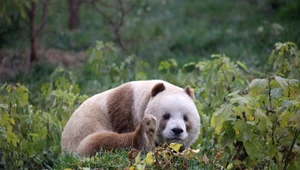 Nie wszystkie pandy są czarno-białe. Wybryk natury zadziwił badaczy