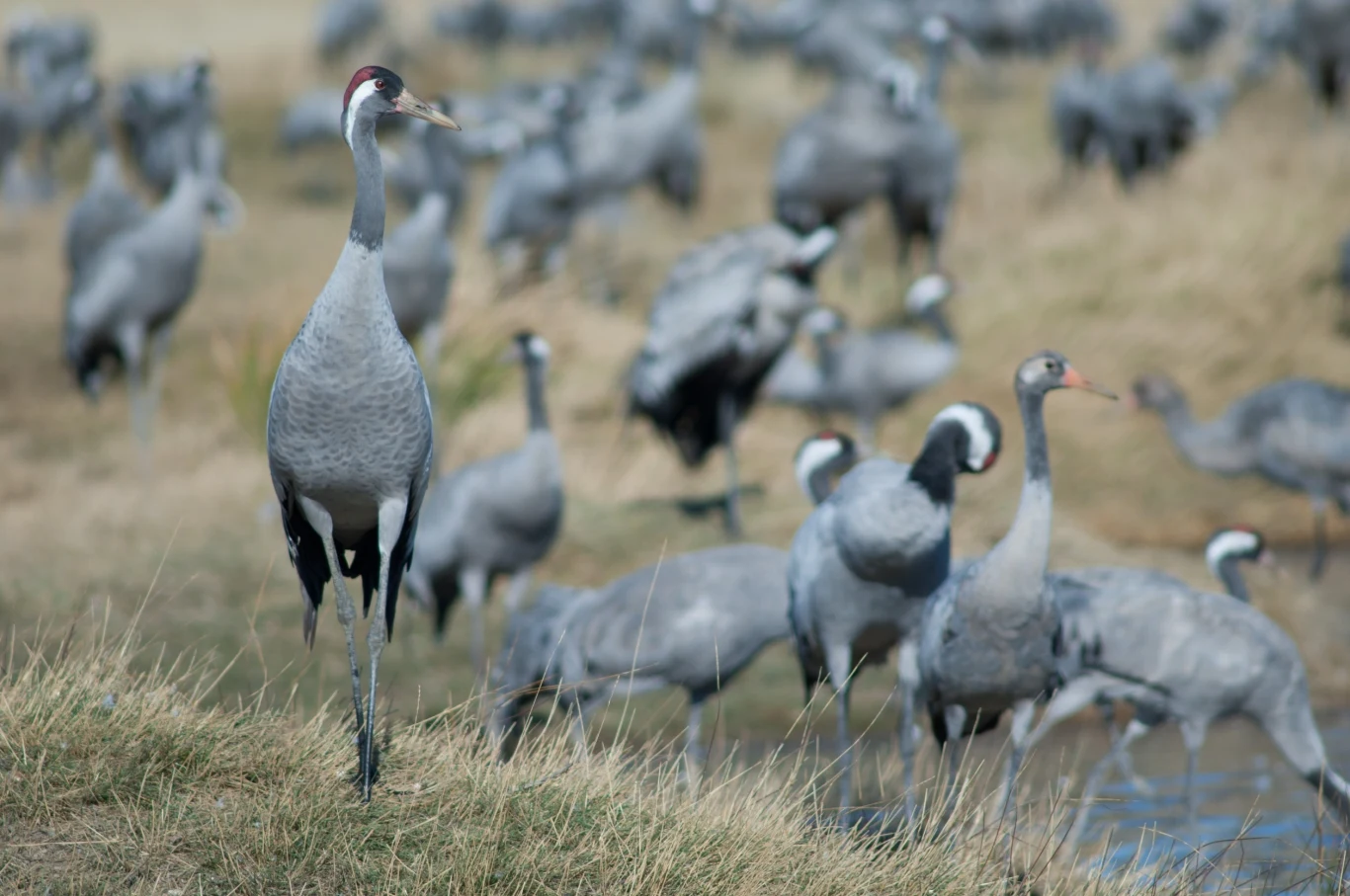 Dawniej żurawie unikały człowieka i gnieździły się w miejscach rzadko penetrowanych. Natomiast od jakiegoś czasu obserwuje się znaczące zmniejszenie dystansu ucieczki, co niewątpliwie pomogło żurawiom w zajmowaniu nowych siedlisk Dawniej żurawie unikały człowieka i gnieździły się w miejscach rzadko penetrowanych. Natomiast od jakiegoś czasu obserwuje się znaczące zmniejszenie dystansu ucieczki, co niewątpliwie pomogło żurawiom w zajmowaniu nowych siedlisk