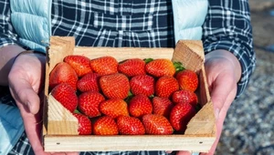 Zasadź obok tych roślin, a nie nadążysz ze zbieraniem owoców. Uwielbiają takie towarzystwo