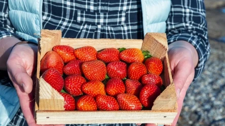 Importowane owoce kuszą wyglądem. Są duże i mają idealny kształt, przez co często wydają się idealnym produktem do zakupu. Nie daj się jednak zwieść pozorom