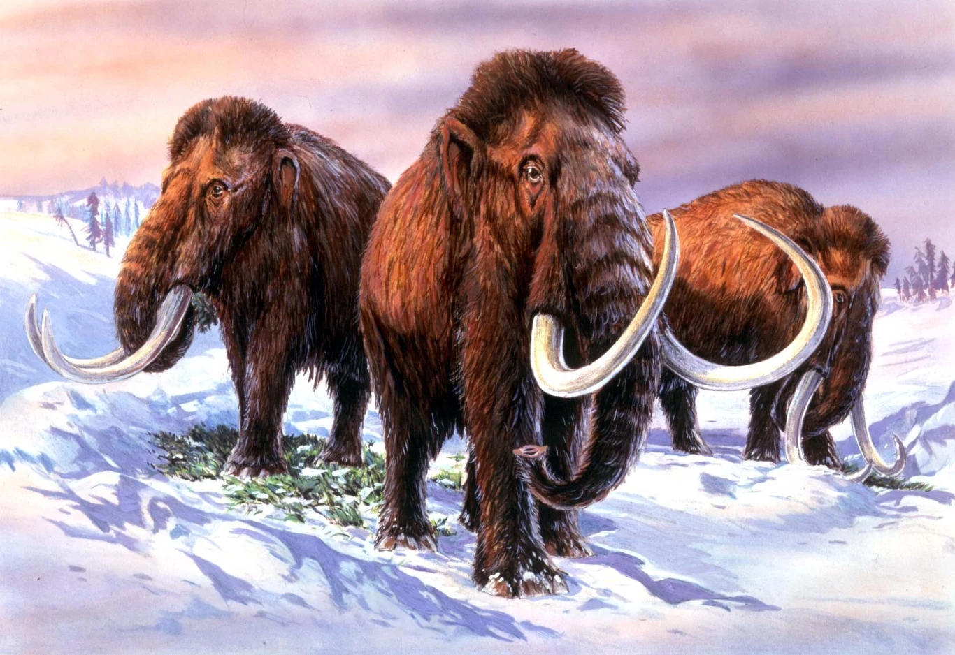 Mamut włochaty nie był widziany od kilku tysięcy lat. Mamy go zobaczyć znowu Mamut włochaty nie był widziany od kilku tysięcy lat. Mamy go zobaczyć znowu