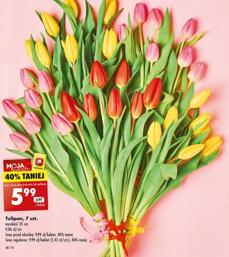Tulipan Biedronka