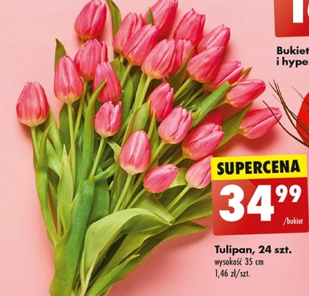 Tulipan