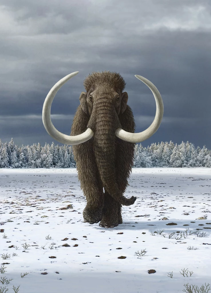 Mamut włochaty był zwierzęciem epoki lodowcowej w plejstocenie
