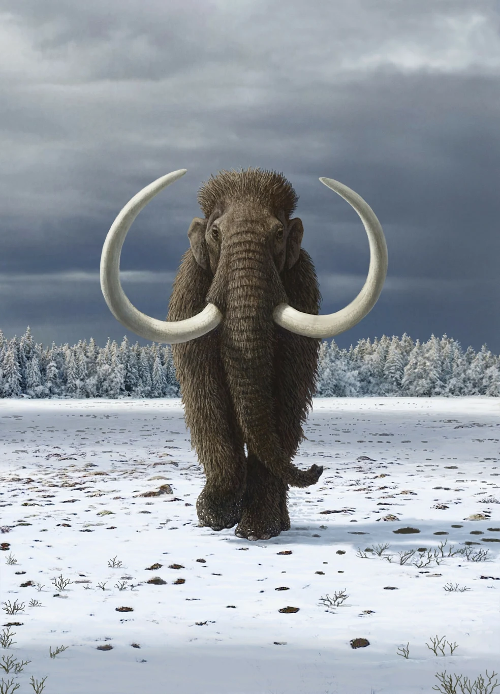 Mamut włochaty był zwierzęciem epoki lodowcowej w plejstocenie Mamut włochaty był zwierzęciem epoki lodowcowej w plejstocenie