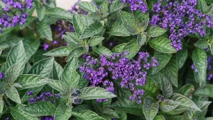 Ma piękne kwiaty i pachnie wanilią. Wszyscy będą ci zazdrościć tej rośliny w ogrodzie