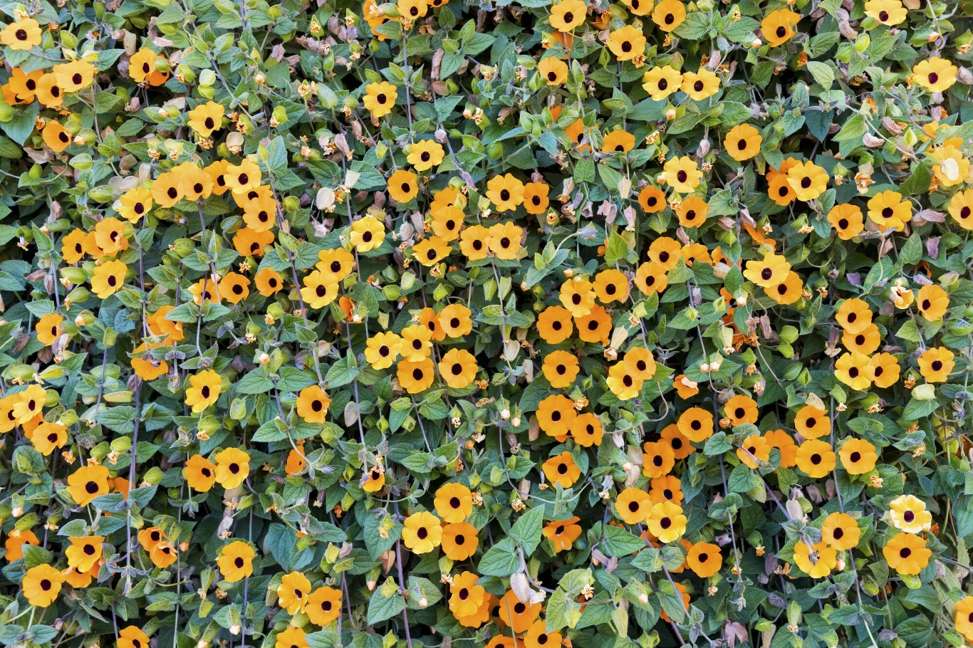 Tunbergia wygląda bajkowo. Dzięki niej w domu poczujesz się jak księżniczka