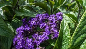 Heliotrop pachnie jak luksusowe perfumy. Sąsiadki nie przestają o niego pytać