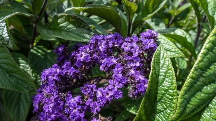 Ta roślina może być największą ozdobą ogrodu