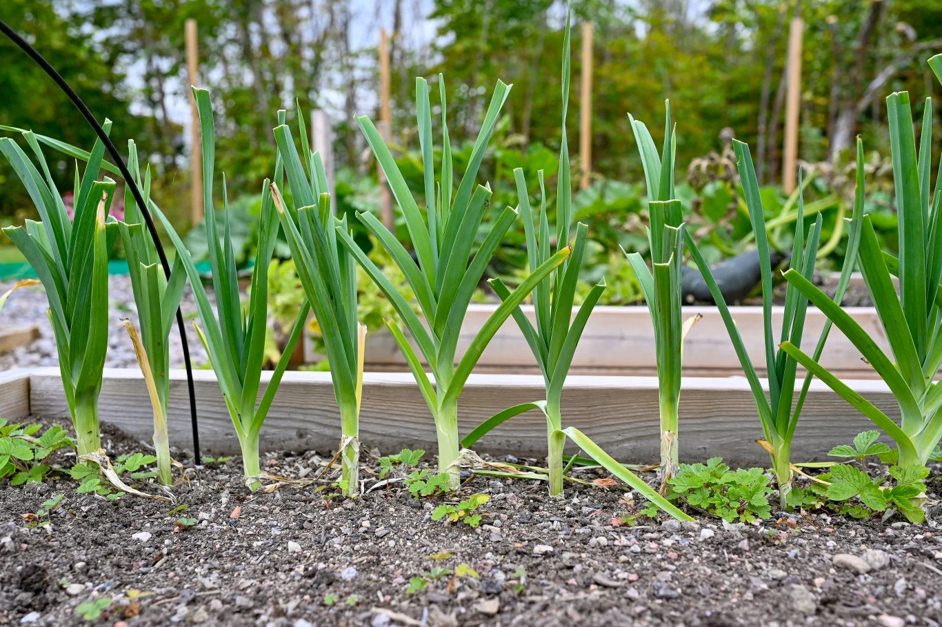 Por Juhas wyróżnia się ciekawym smakiem i aromatem. 