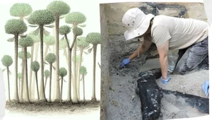 Odkryli najstarszy las świata. Nie miał zarośli, drzewa jak z innej planety