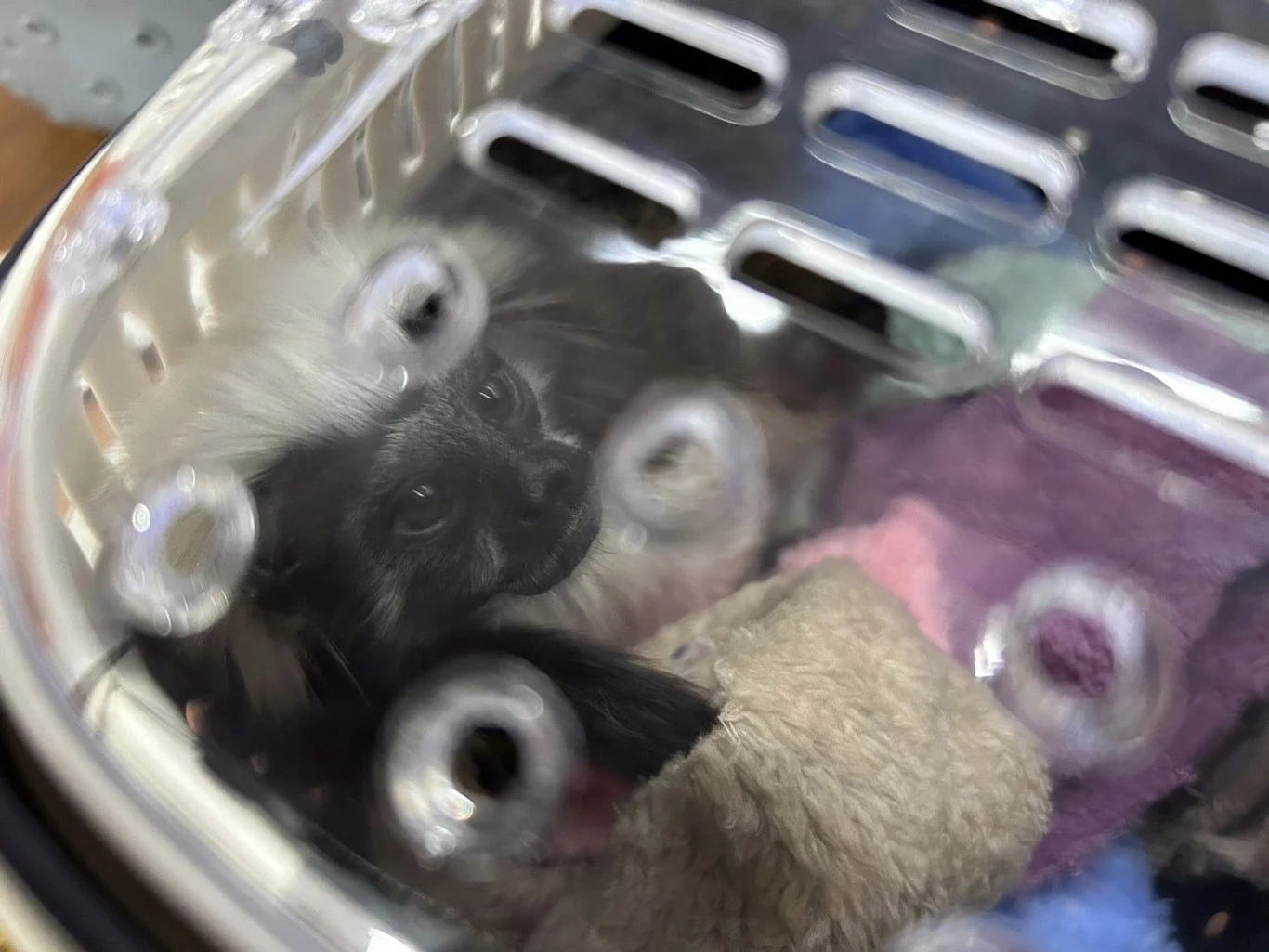 Tamaryna białoczuba jest krytycznie zagrożona wyginięciem. Zwierzę zostało przechwycone przez celników