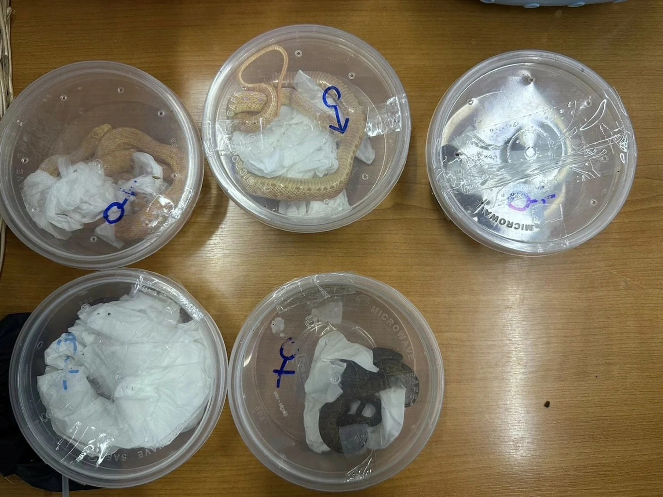 Celnicy poinformowali, że odebrali m.in. 29 jaszczurek, 21 węży i 15 ptaków 