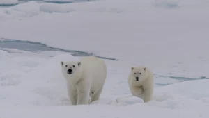Naukowcy: Arktyka bez lodu może nadejść już w ciągu dekady