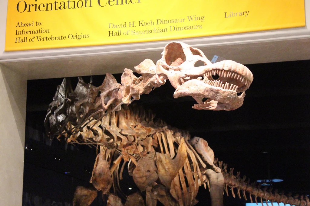 We Francji odkryto pełny szkielet tytanozaura sprzed 70 mln lat