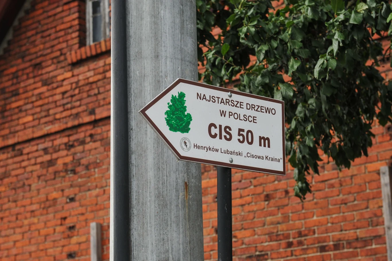 Cis Henrykowski to najstarsze drzewo w Polsce Cis Henrykowski to najstarsze drzewo w Polsce